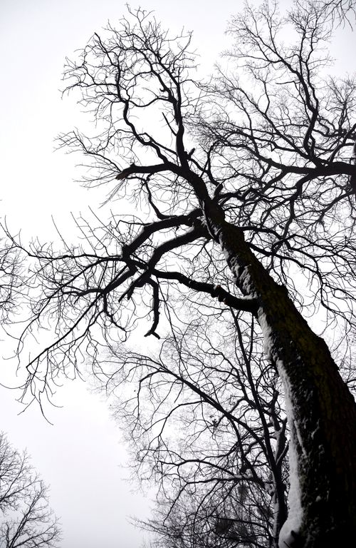 Free A dramatic view of snow-covered bare tree branches against a winter sky in Lviv, Ukraine. Stock Photo