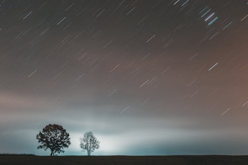 Immagine gratuita di alberi, astronomia, lunga esposizione