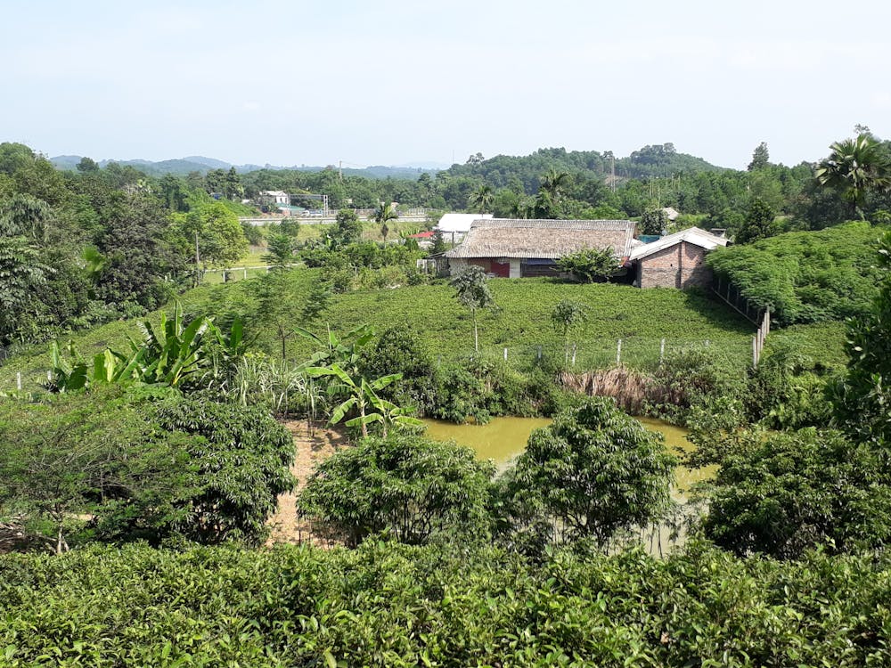 バナナの木 ベトナム 田舎の無料の写真素材 バナナの木 ベトナム 田舎の無料の写真素材