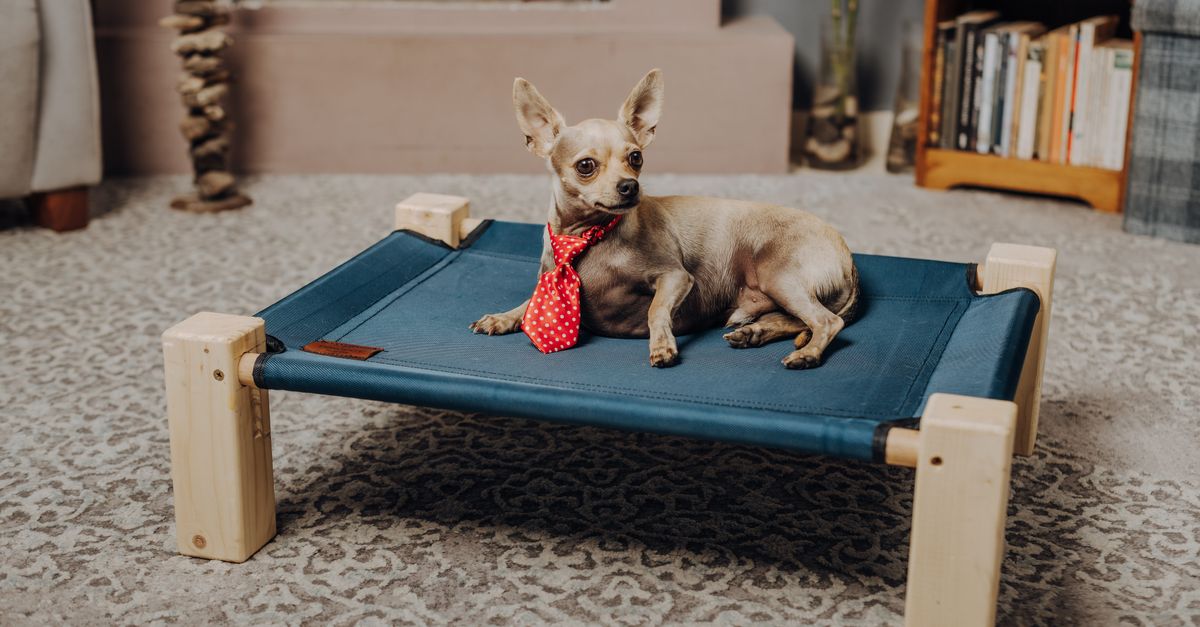 How to Create the Perfect Pet Zone in Your Home