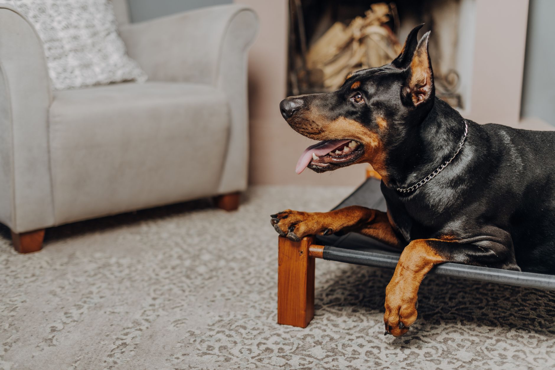 Best Orthopedic Dog Beds for Large Breeds 2026