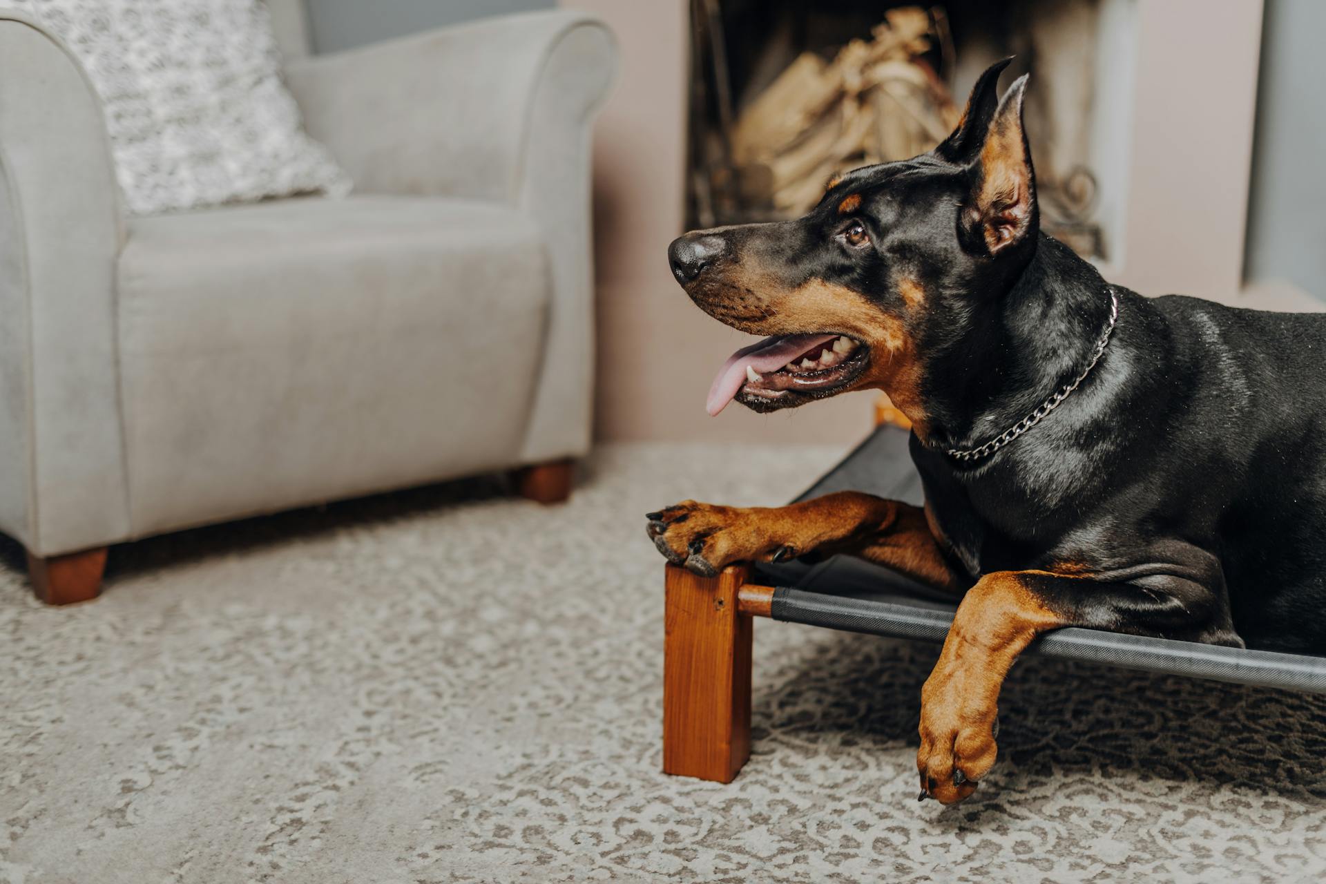 Portrait of a Dog Lying Down