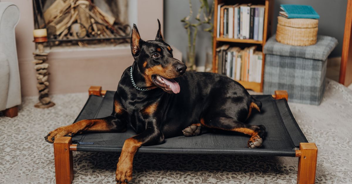Comment prendre soin d'un chien âgé : astuces et conseils pratiques