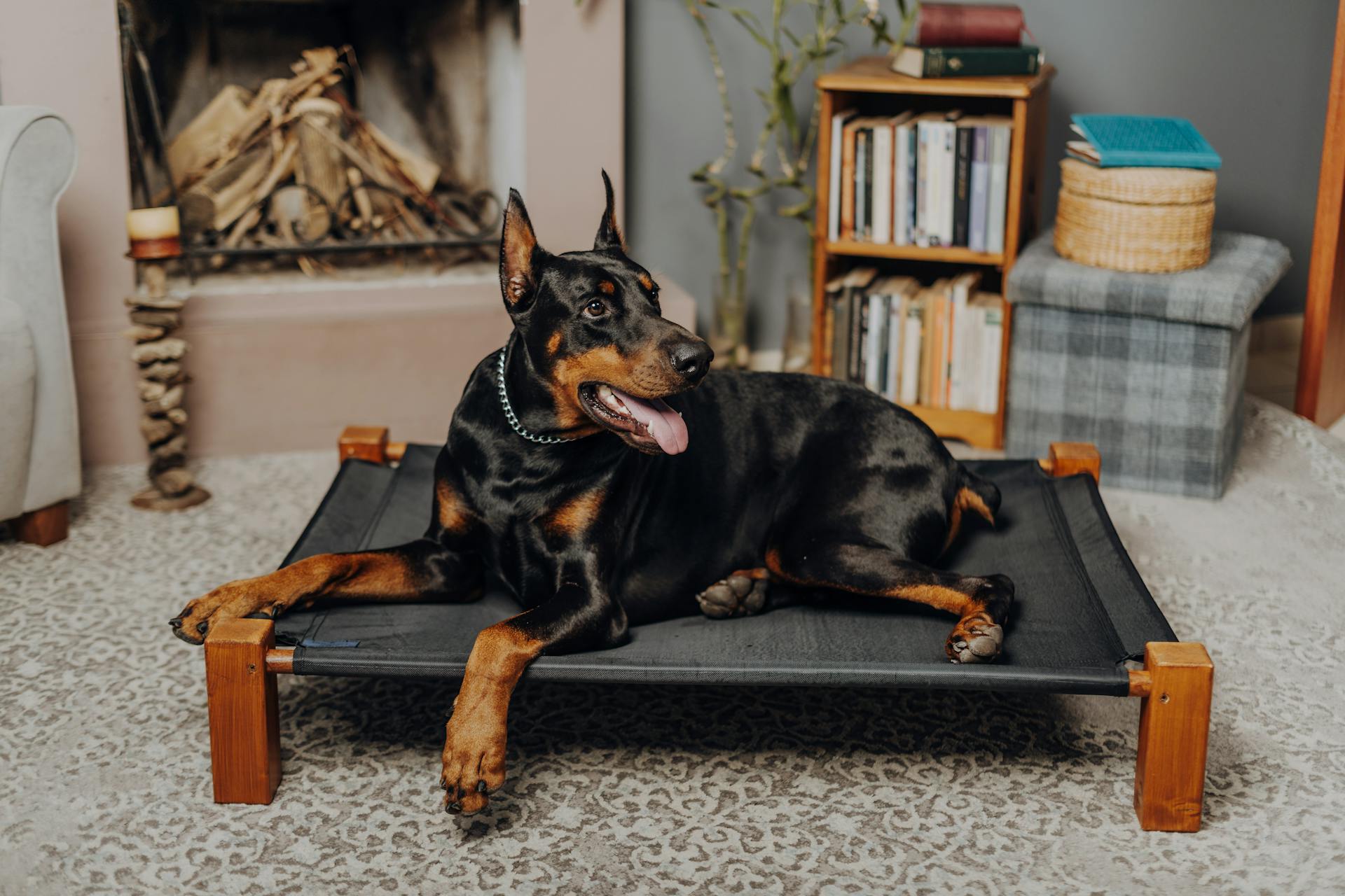 Een schattige Dobermann die op een bed in de kamer ligt .