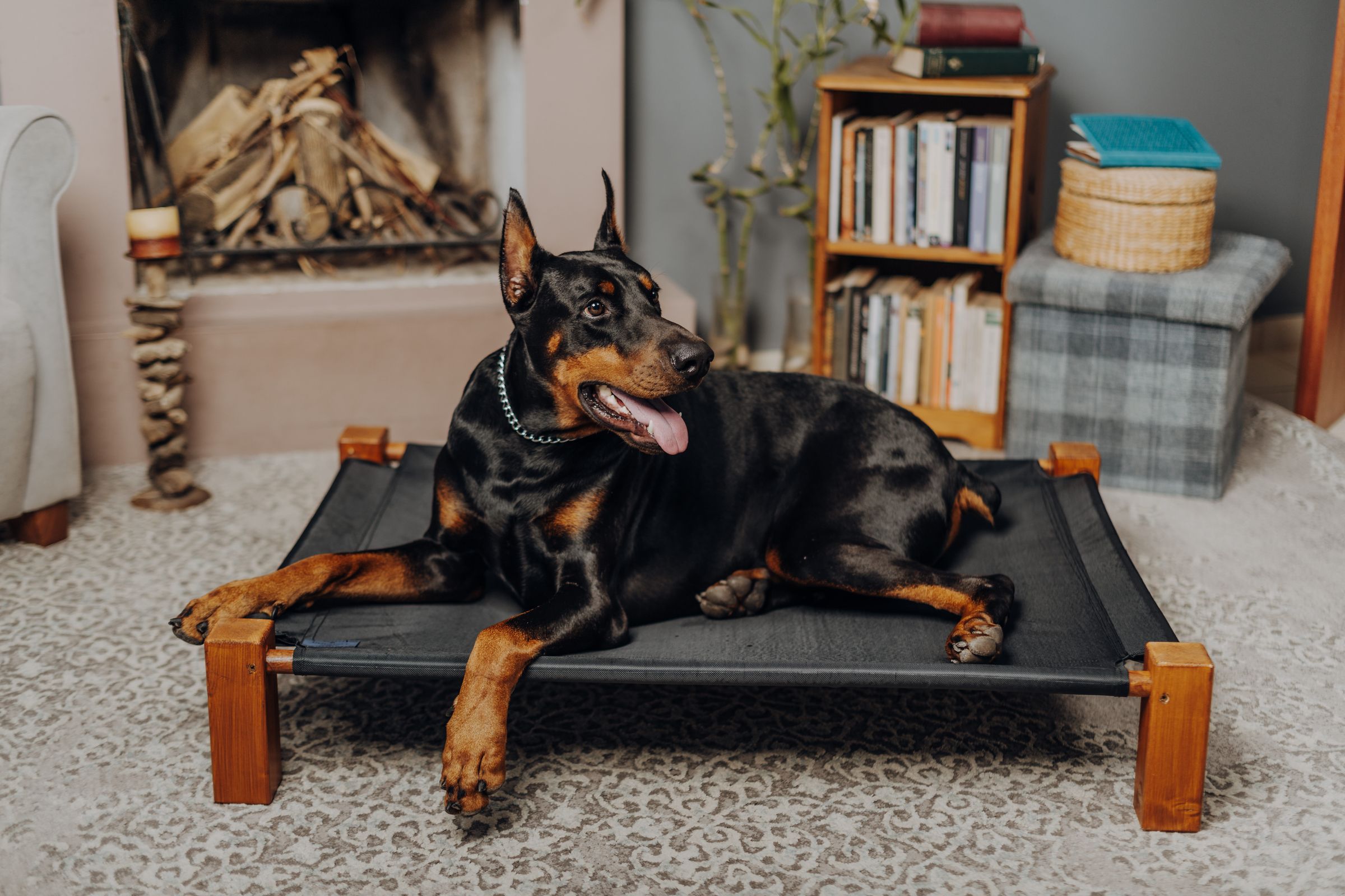 Doberman dog lying comfortably on a canine bed inside a home