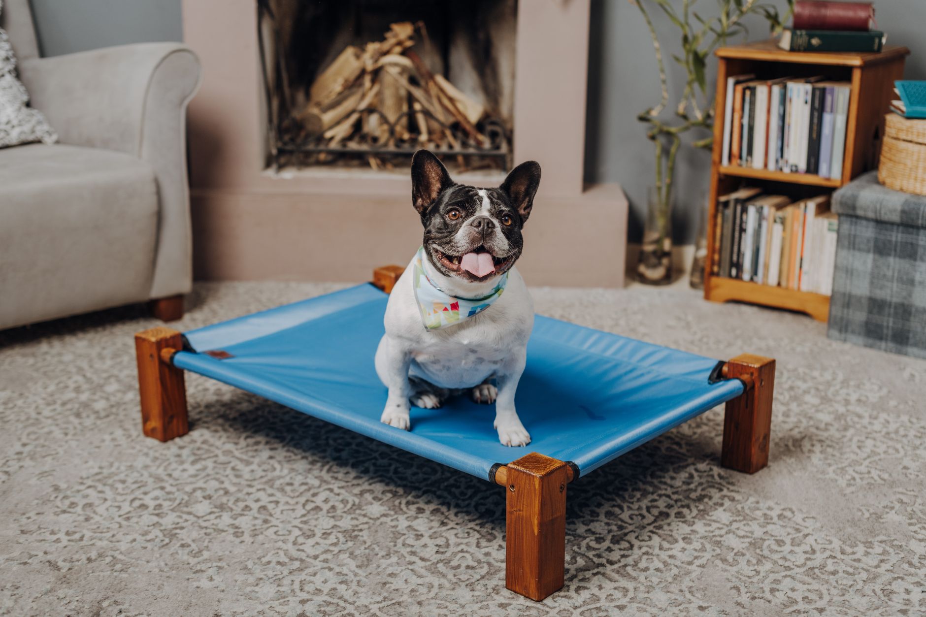 Best Dog Beds for Small Dogs (2026): 6 Top Picks
