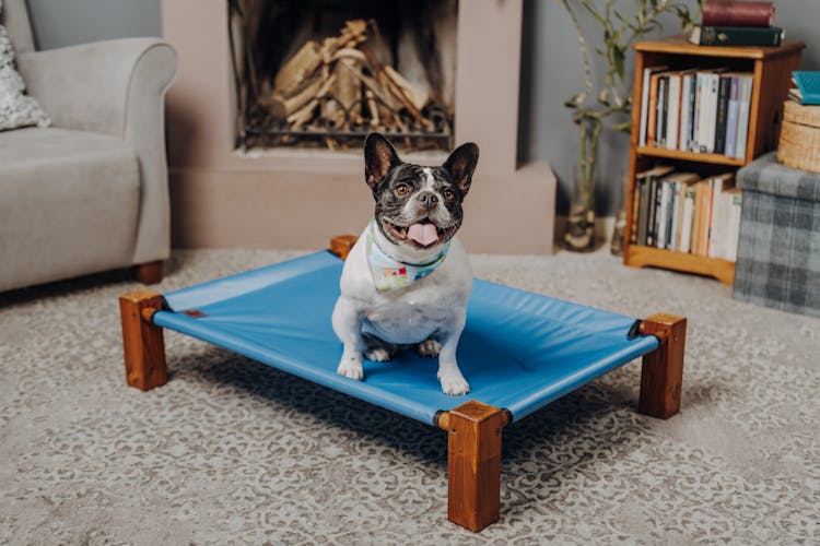 White And Black Short Coated Dog Sitting On Blue Elevated Bed