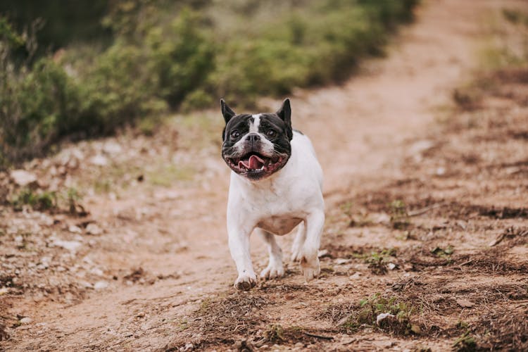 Portrait Of Dog Running On Path