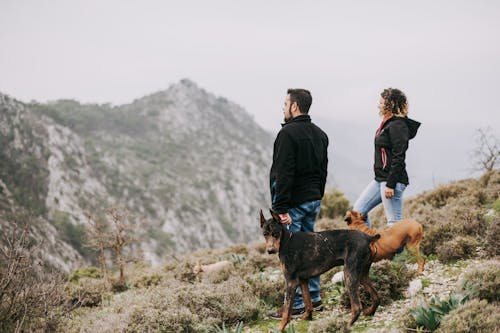 Free Couple on a Hike with Dogs Stock Photo
