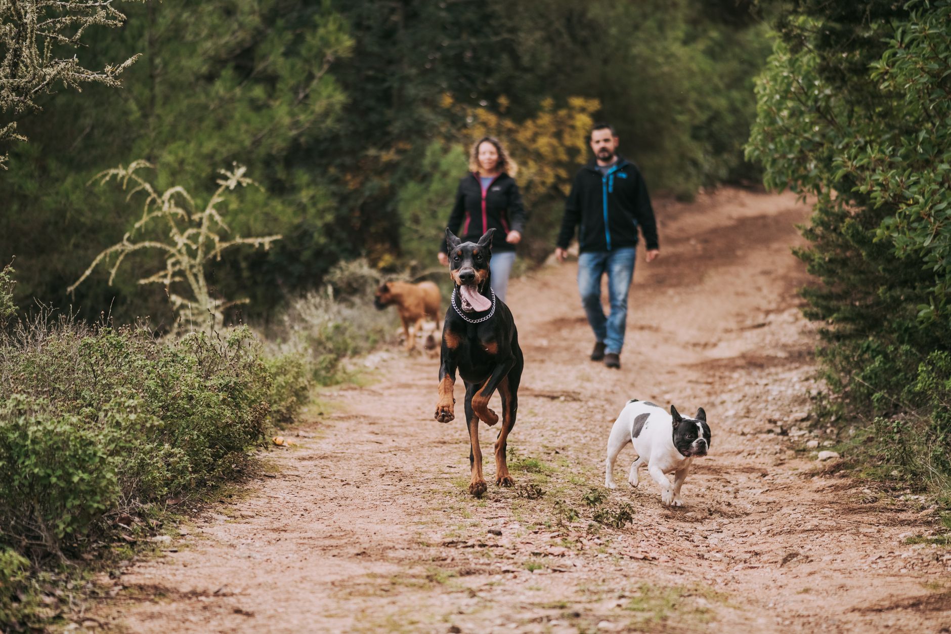 Consejos veterinarios sobre ♾️ Alimentación BARF para mascotas: Mantenimiento a Largo Pl - Foto 1 Consejos veterinarios sobre ♾️ Alimentación BARF para mascotas: Mantenimiento a Largo Pl - Foto 1