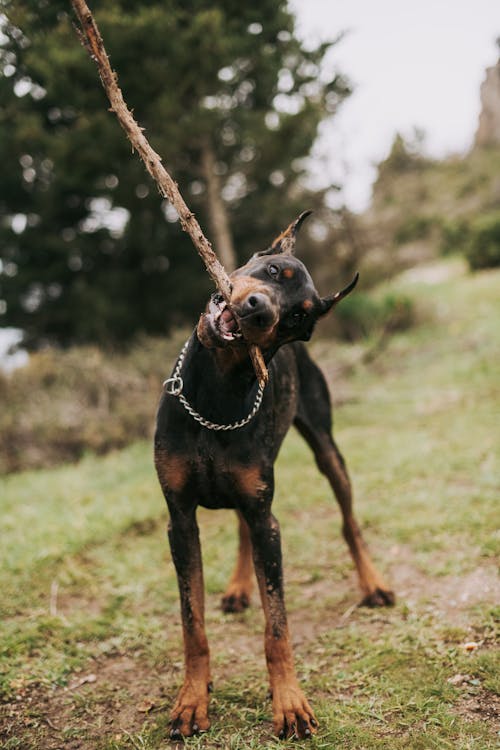 Doberman Pinscher Noir Et Feu Sur Champ D'herbe Verte