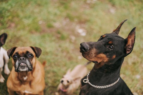 Free Bunch of Different Breed Dogs Outdoors  Stock Photo