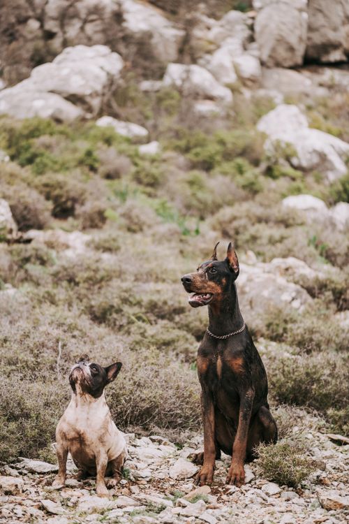 Free Two dogs, a French Bulldog and a Doberman, sitting on a rocky terrain outdoors. Stock Photo