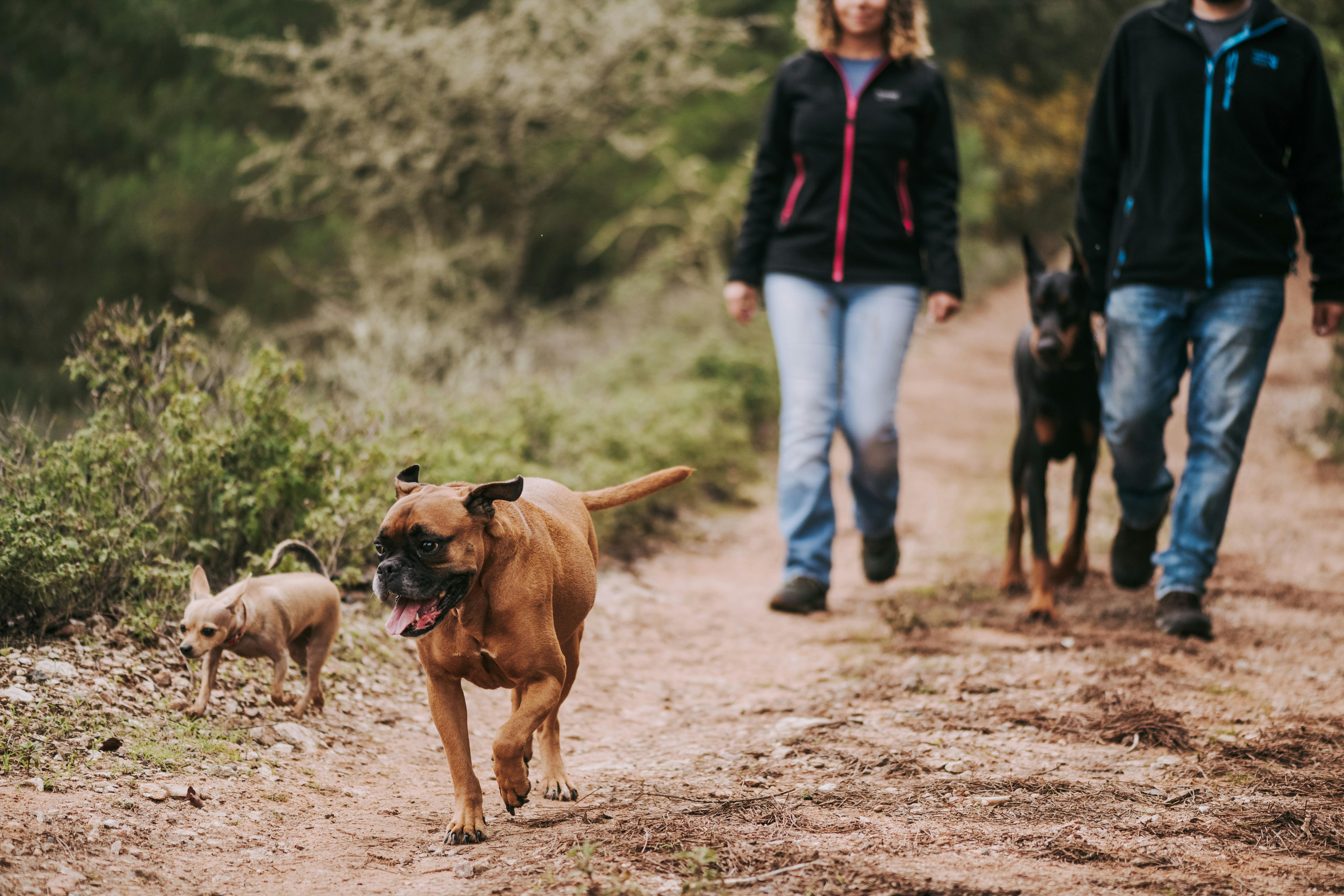 Man and Woman Walking Dogs