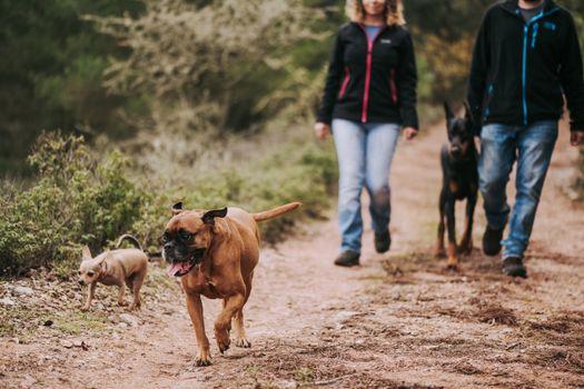 A couple walking three dogs on a tranquil forest path, enjoying nature.
