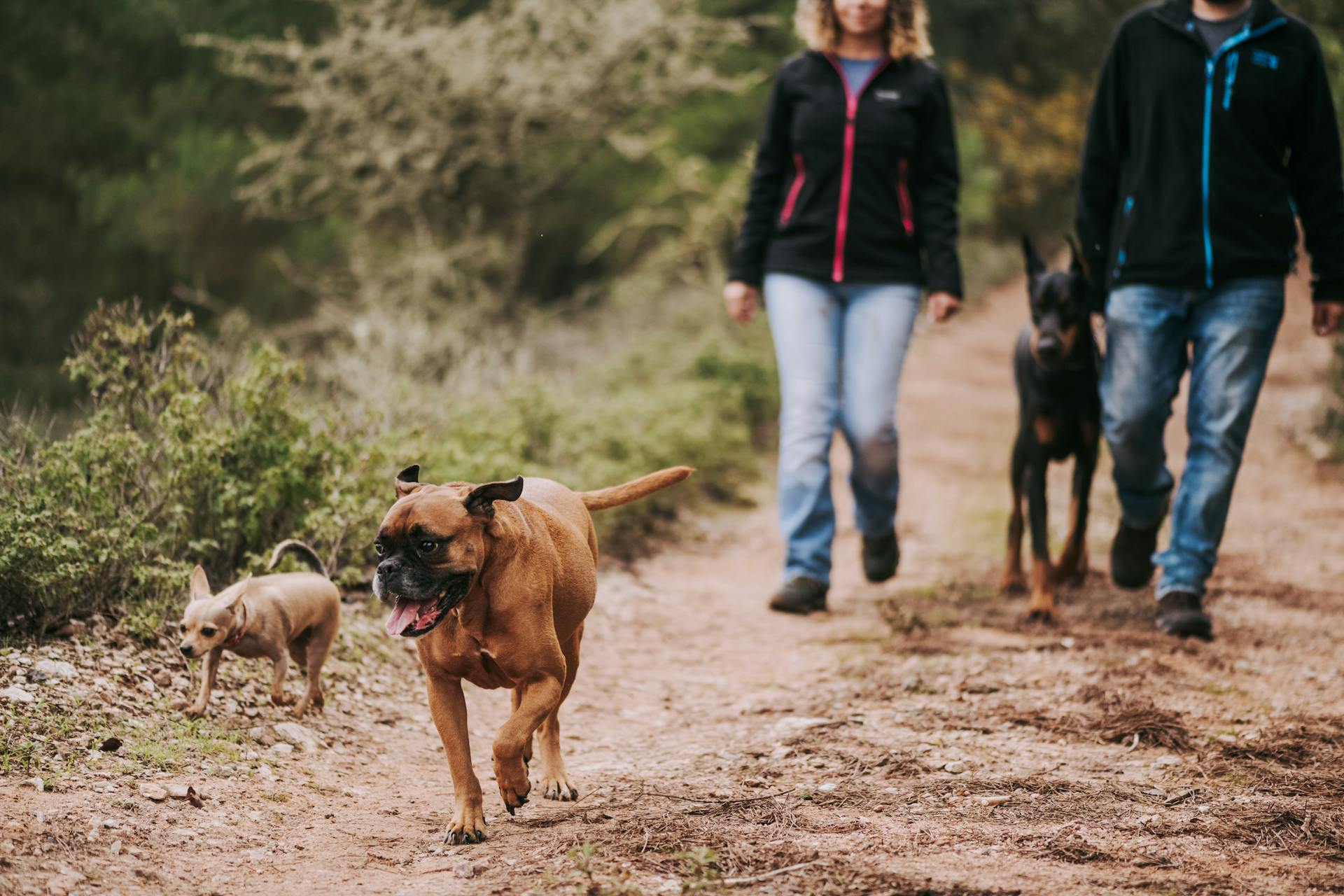 Man and Woman Walking Dogs