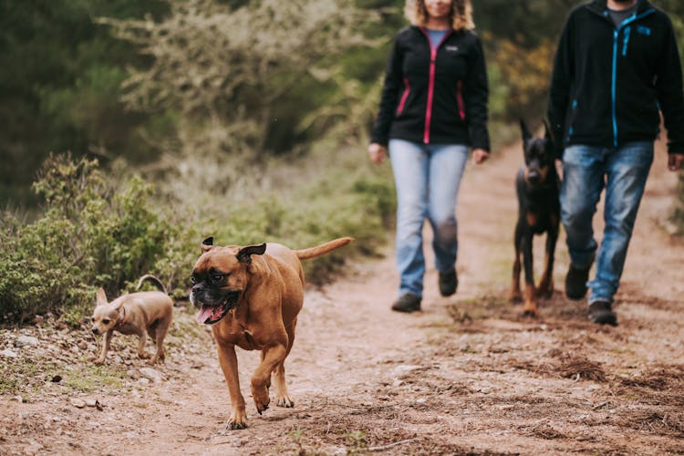 Man And Woman Walking Dogs