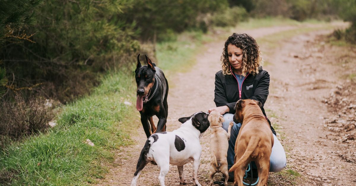 Holiday Pet Care: Finding the Best Dog Boarding Alternatives for Thanksgiving and Christmas