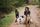 dog walking