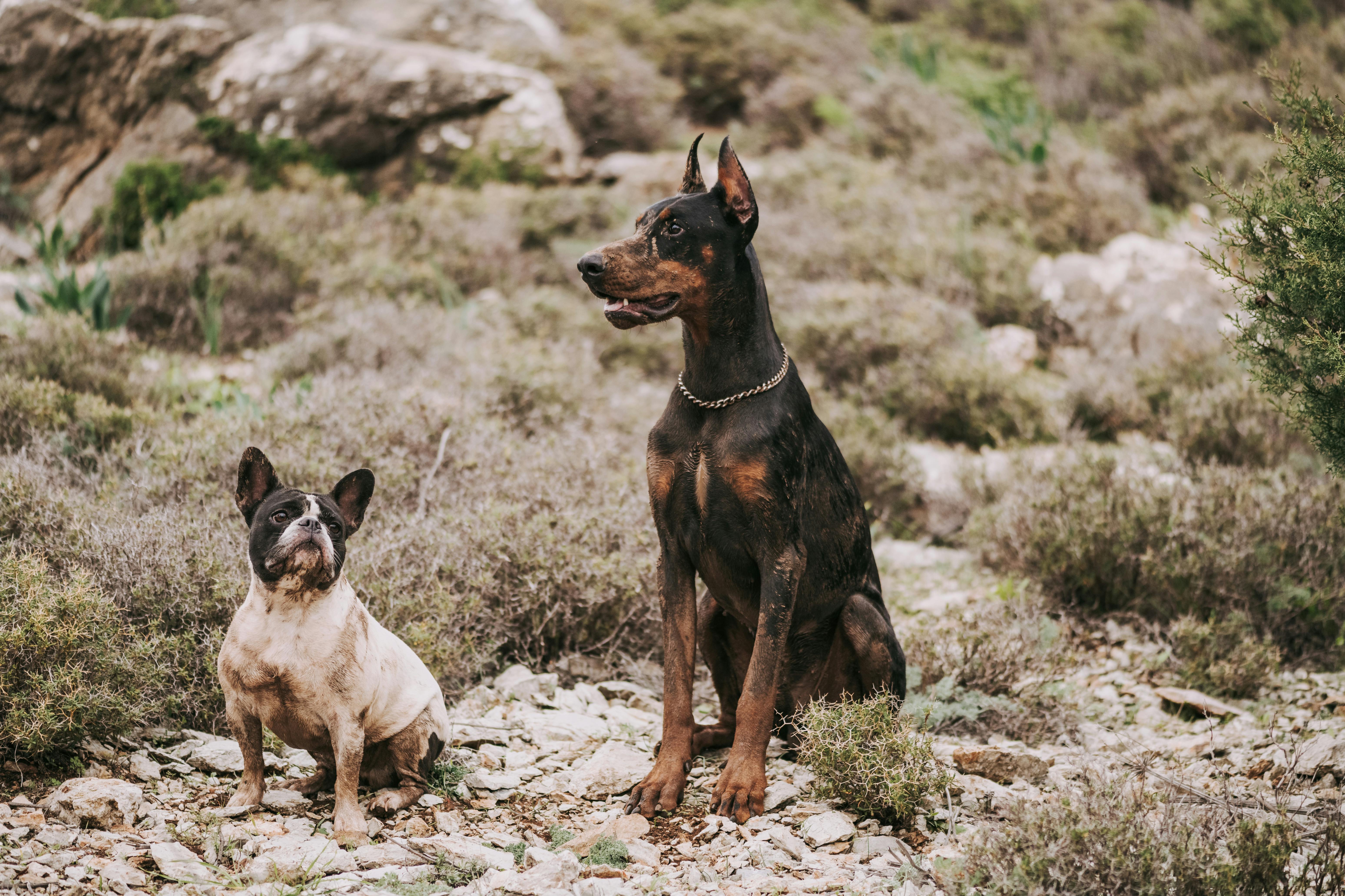 Two Dogs Sitting Outdoors