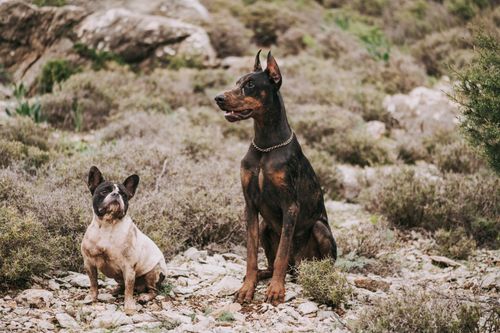 Free A French Bulldog and Doberman sitting amidst rocky terrain outdoors. Stock Photo
