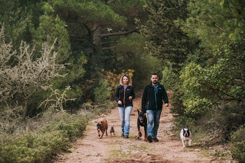 Gratis lagerfoto af glad, hund, hund gåtur