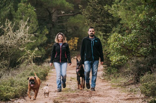 Foto d'estoc gratuïta de bosc, Camí, caminant