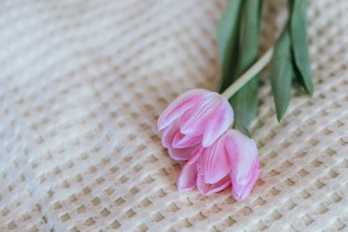 Bright blooming tulips on soft decorative fabric