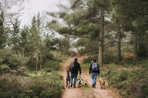 Free A couple walks with dogs along a scenic forest trail, enjoying a peaceful hike. Stock Photo