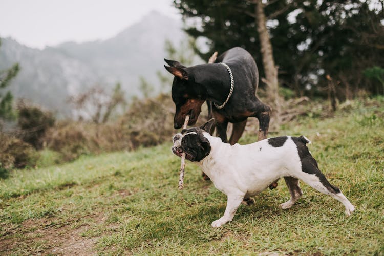 Dogs Playing With A Stick