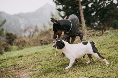 Free Two dogs energetically playing with a stick on a grassy field, surrounded by nature. Stock Photo