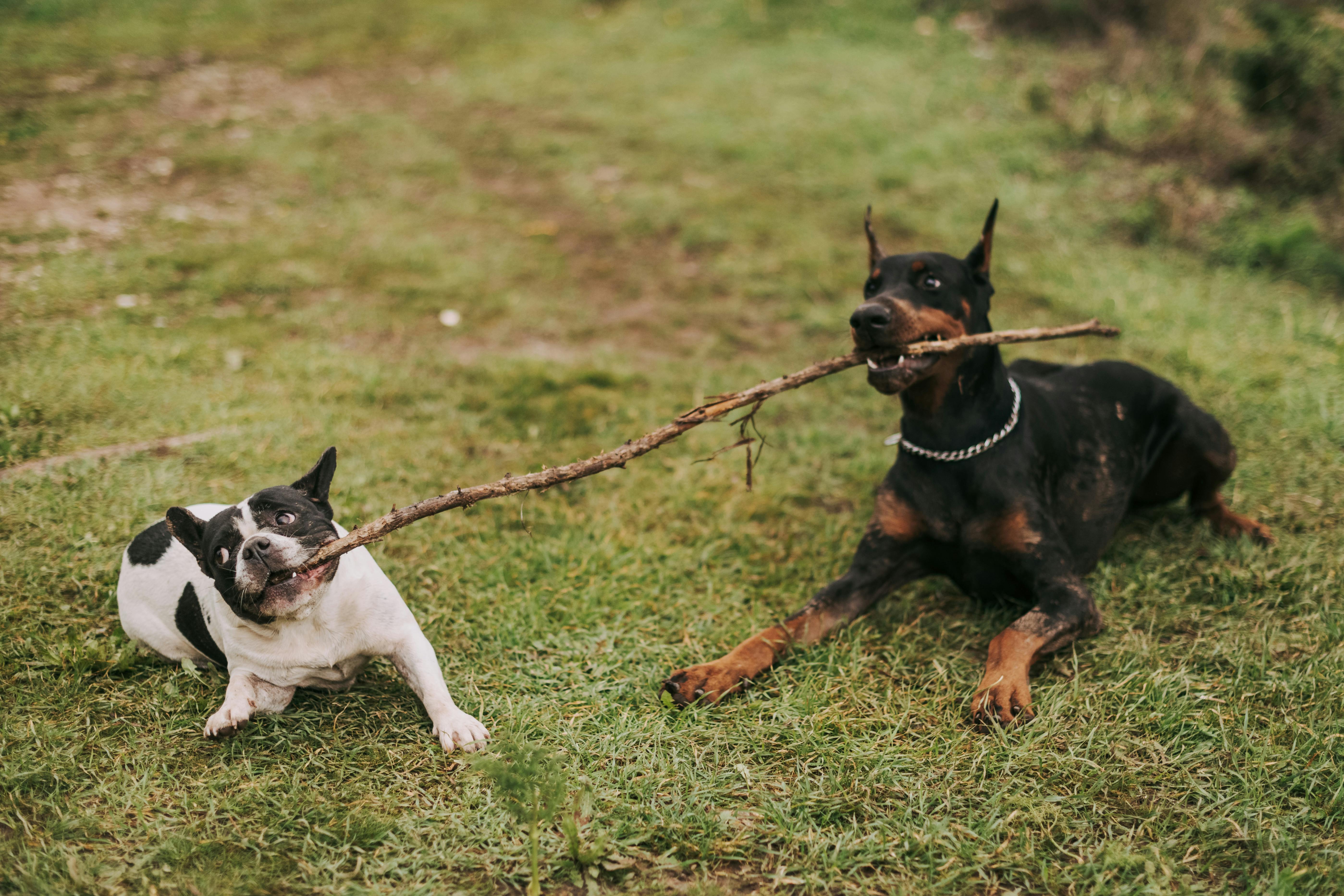 Two Dogs with One Stick on Grass