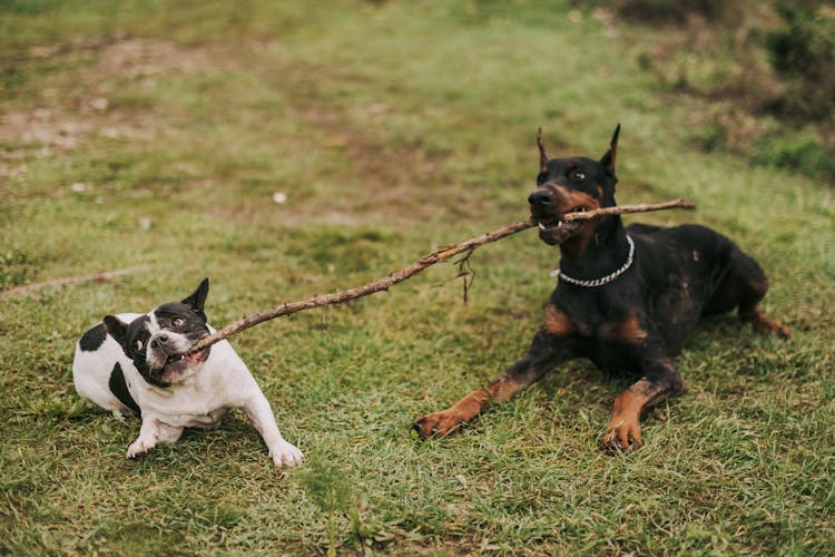 Two Dogs With One Stick On Grass