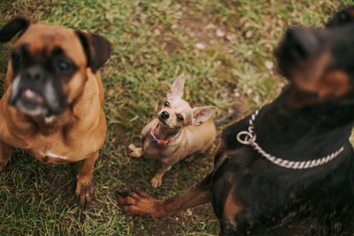 Free High angle view of three dogs, including a Chihuahua, sitting on grass in a park. Stock Photo
