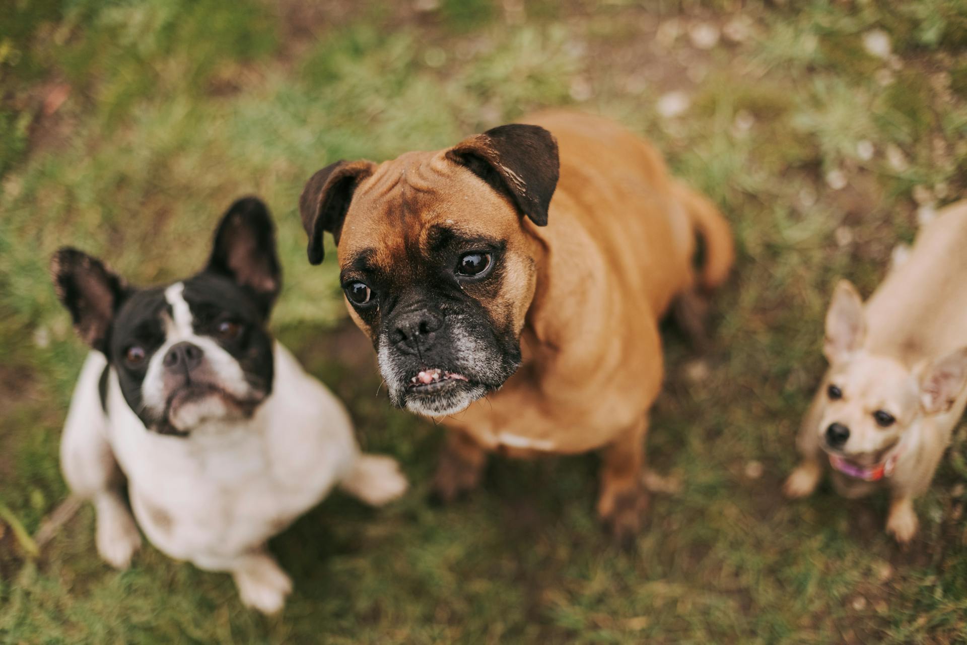 Dogs Sitting on the Ground