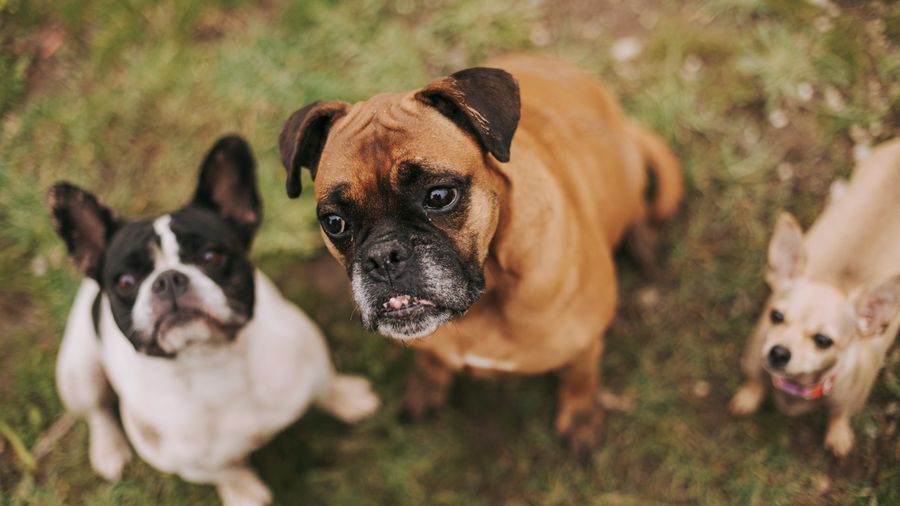 Single-Coated Dog Breeds and Why They Suit Allergies