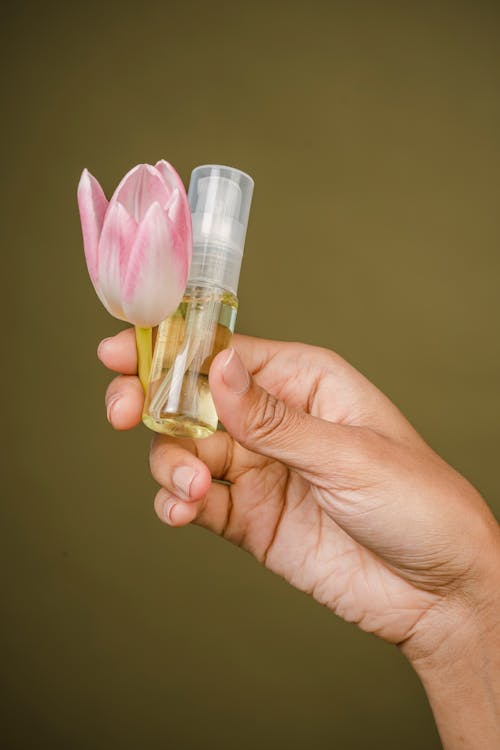 Crop anonymous female showing tulip and perfume in hand on olive background of studio