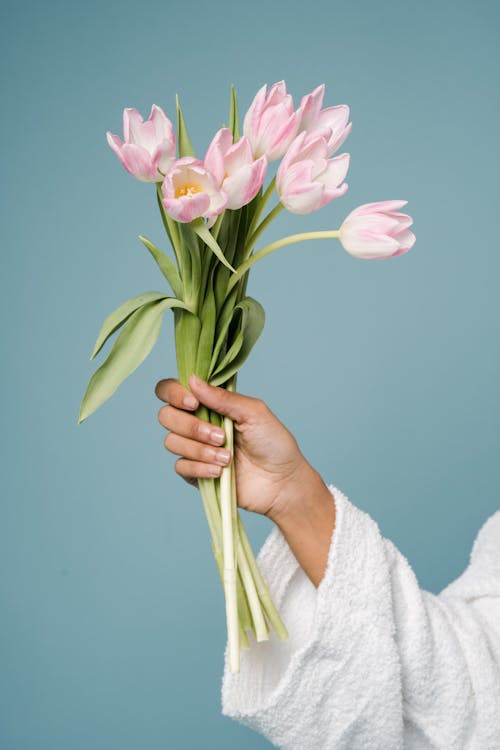 Crop anonymous woman in white bathrobe demonstrating bouquet of delicate pink tulips against blue background in studio