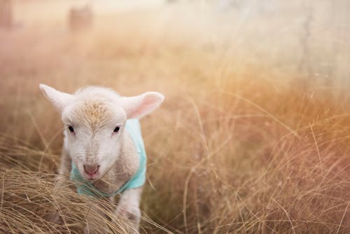 Foto d'estoc gratuïta de a l'aire lliure, adorable, agricultura