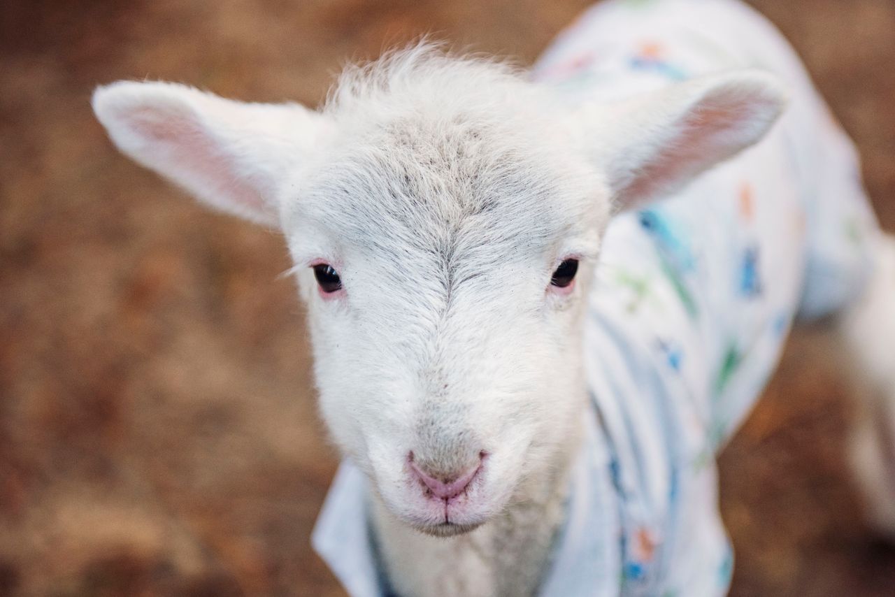 adorable young lamb wearing colorful clothing captured outdoors with s