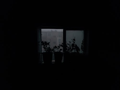 Silhouette of Plants on the Window Sill 