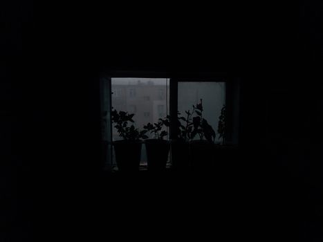 Silhouetted plants on a windowsill against a dark background.