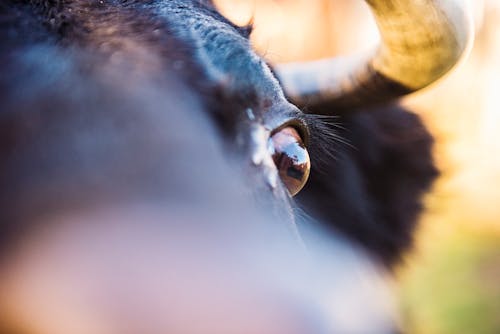 Free stock photo of animal, close-up, country