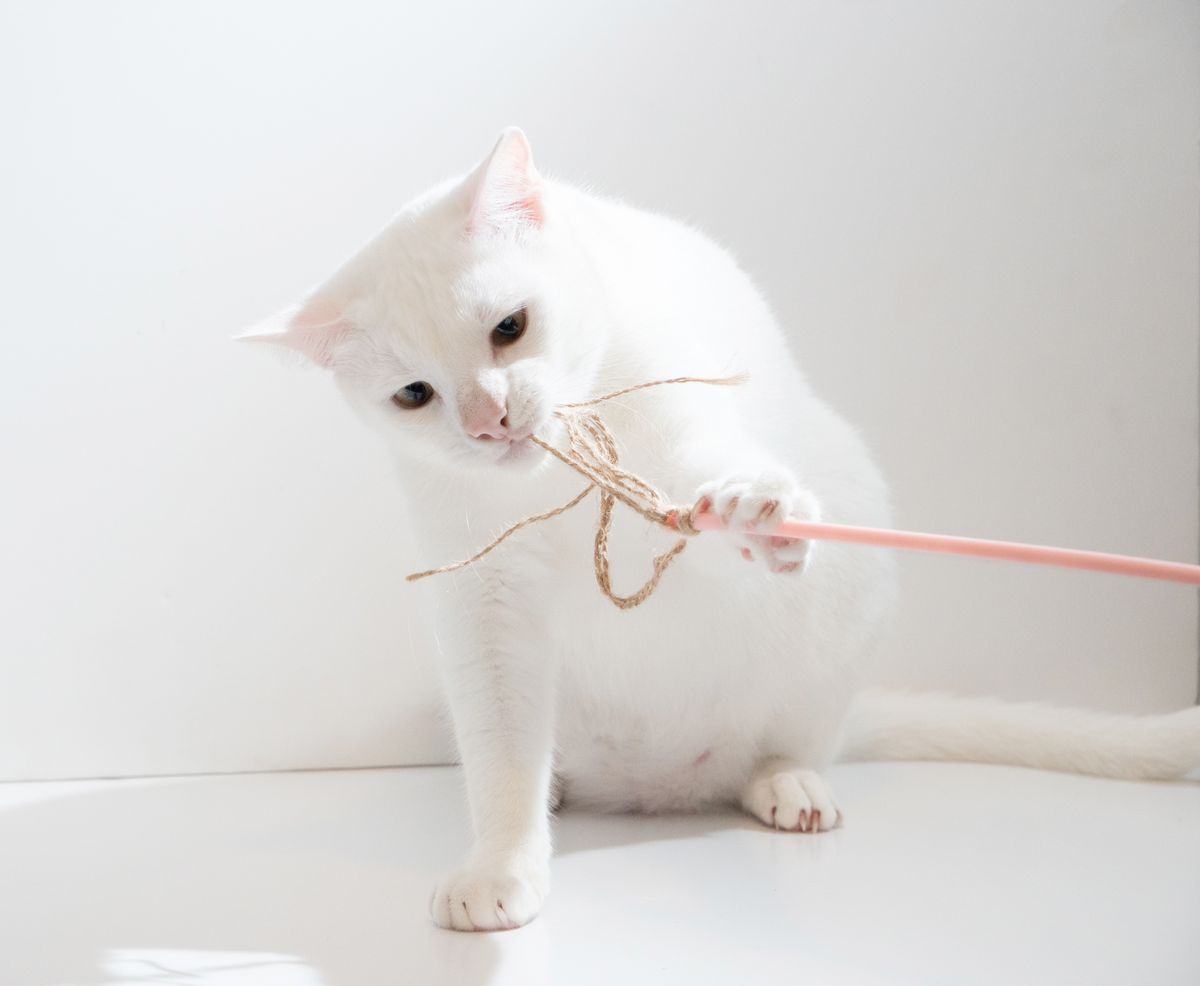 Un chat blanc jouant avec un jouet en bâton rose à l’intérieur. Scène lumineuse et ludique.