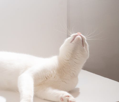 Free White Cat Lying on White Table Stock Photo
