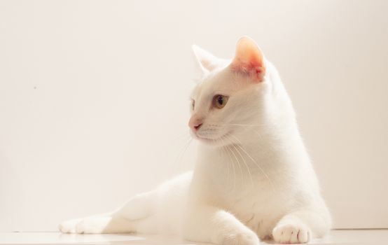 一只白色的猫安详地坐在室内，若有所思地凝视着旁边