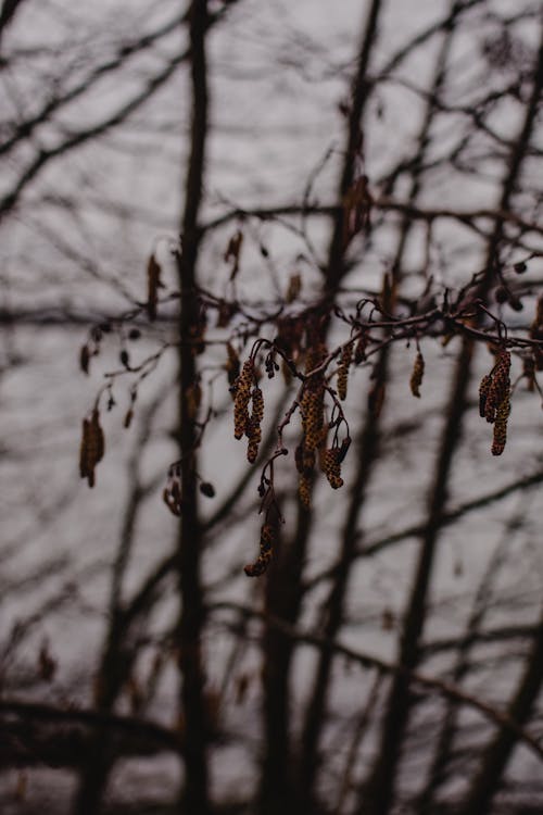 棕色的植物覆盖着雪