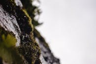 Close-Up Shot of Green Moss on Black Rock