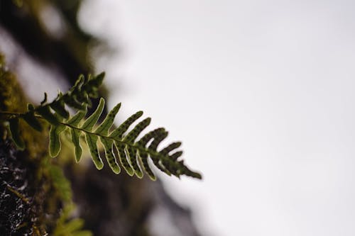 Hoja Verde En Fotografía De Cerca