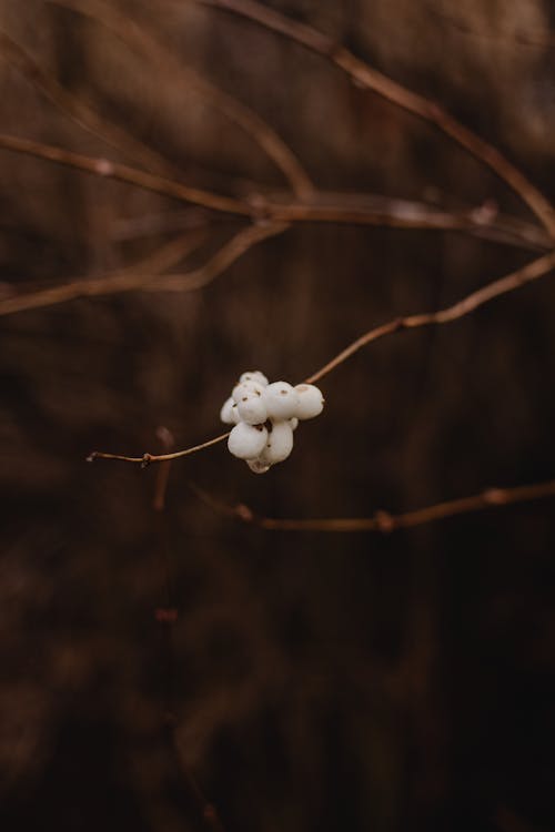 Snowberries on Twig